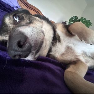 Meet your Posher, Abigail